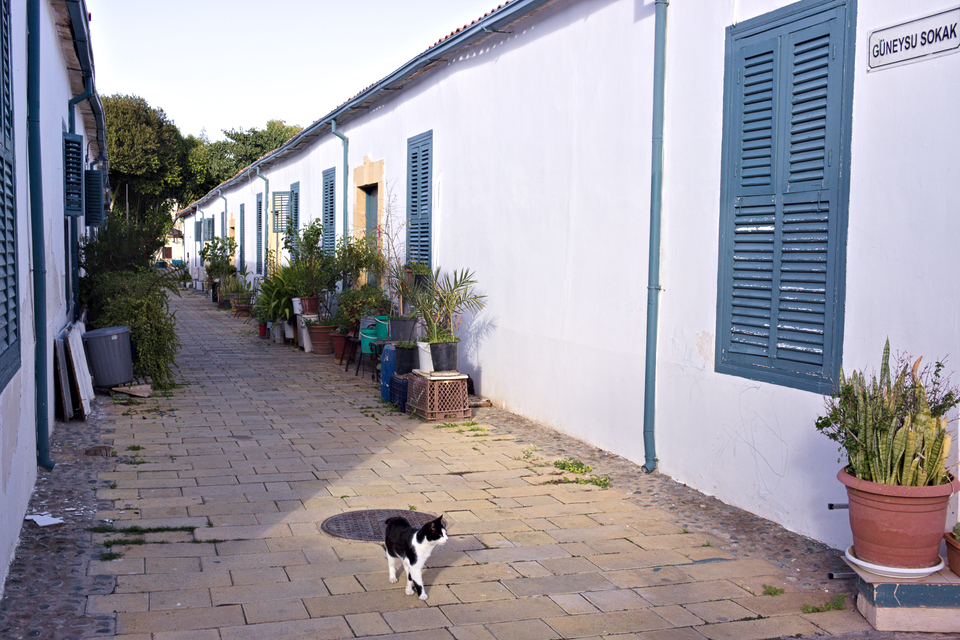 People feed stray animals and consider it as an act of piety