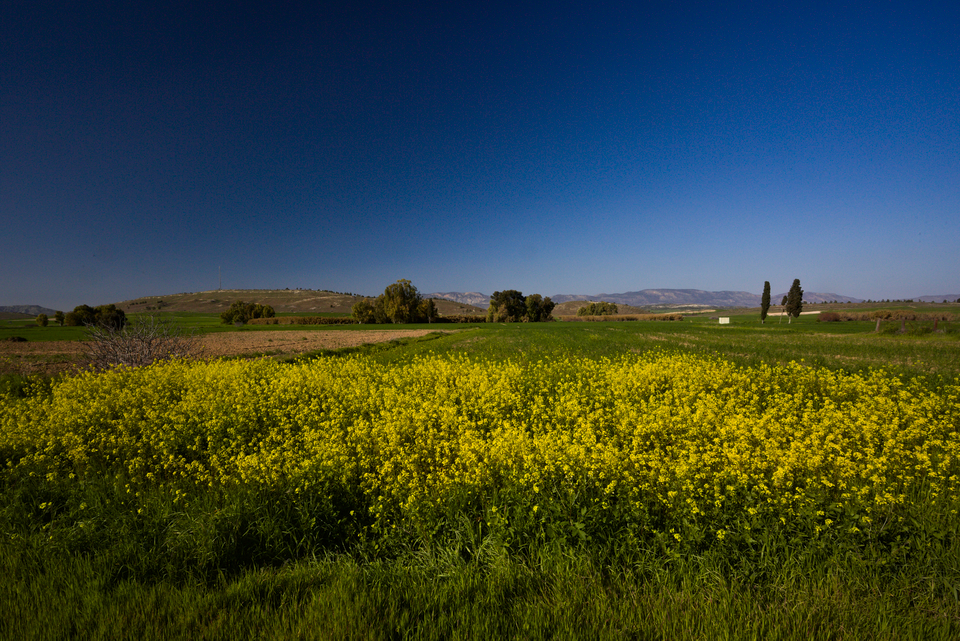 Mammari area, Buffer Zone